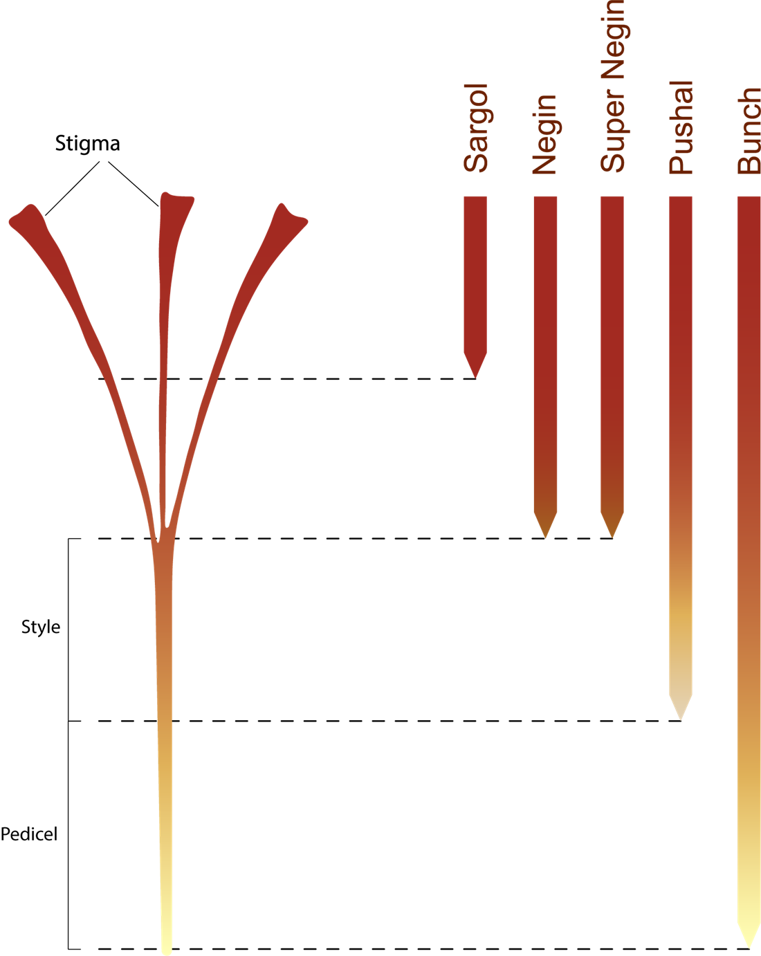 Visual anatomy of a saffron flower thread and common commercial cuts